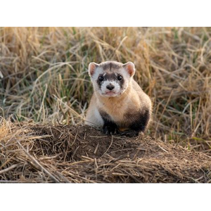Deinetiere.com
